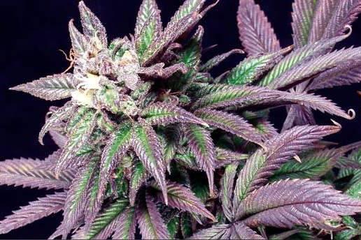 ссылка на kraken